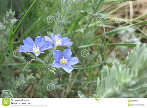 Western Blue Flax Flower Stock Photo Image Of Western 93434984