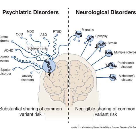 Research Shows Genetic Link Between Psychiatric Disorders Mcknight Brain Institute