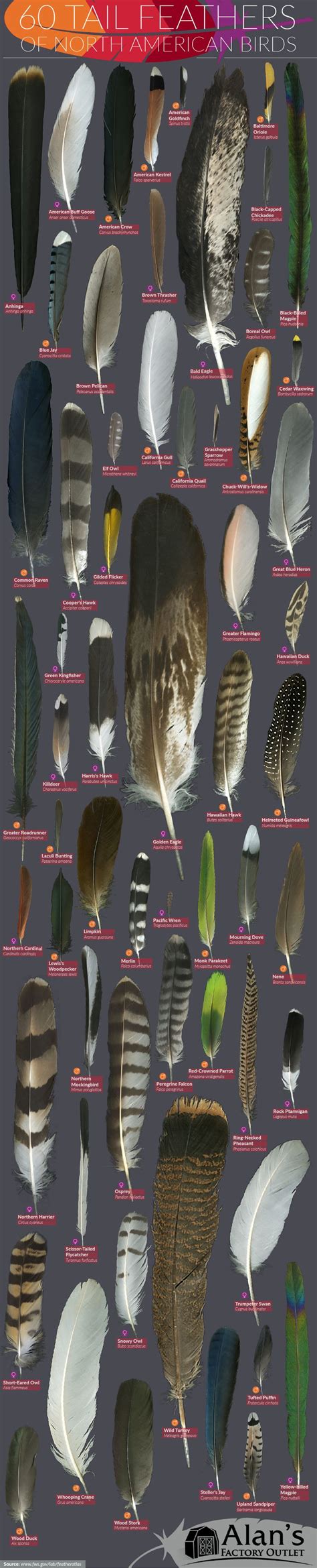 Master Identification Chart Of 60 North American Birds’ Feathers Infographic Feather