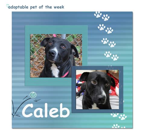 Update Adopted Adoptable Pet Of The Week Caleb Allongeorgia