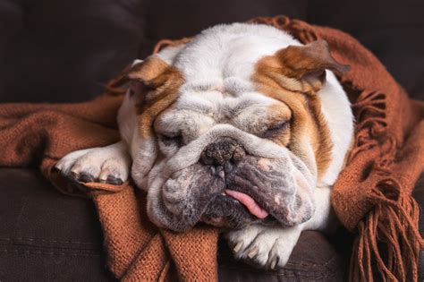 Top Reasons Why You Should Get A Dog Lifestyle