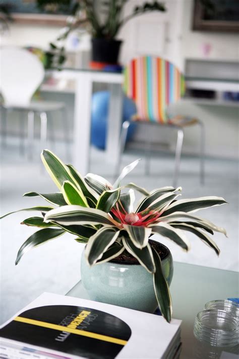 35 Best Indoor Plants Good Inside Plants For Small Space Gardening