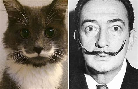 31 Cats That Look Like Other Things Art Sheep