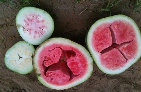 This Watermelon Looks Shocking On The Inside The Cause Is Surprising