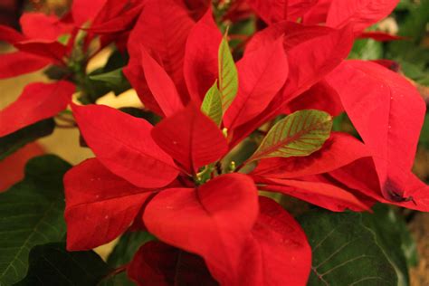 The 3 Most Popular Festive Plants Bringing Christmas Cheer Perfect Plants