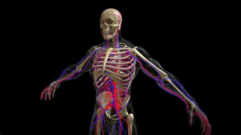 Human Anatomy A 3d Model Collection By Bigwizardman Sketchfab