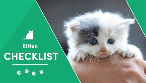 The New Kitten Checklist Gear And Things To Know Excitedcats