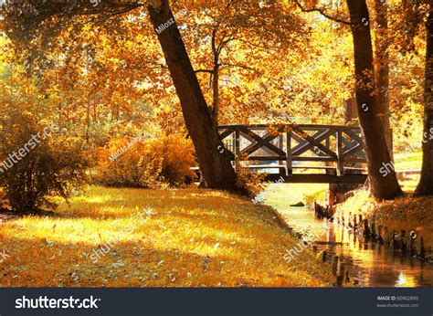 Autumn Scenery Beautiful Gold Fall In Park Stock Photo