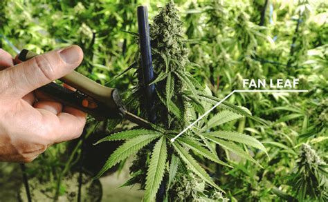 Learn How To Trim Weed And Improve Your Buds Potency And Quality In A