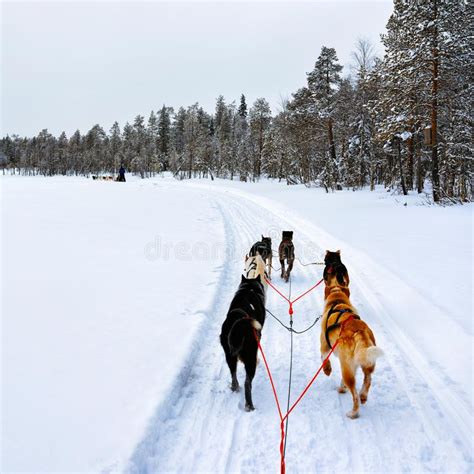 Husky Sledge Lapland In Finland With Reflex Stock Photo Image Of