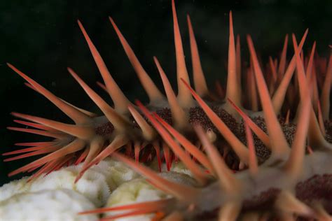 Crown Of Thorns Starfish Facts Critterfacts