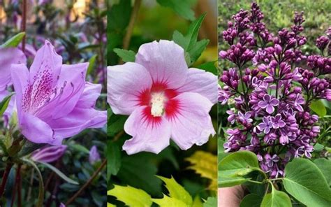 14 Gorgeous Purple Flowering Shrubs And Bushes For Your Garden