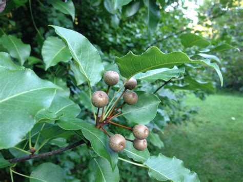 Bradford Pear Tree Fruit Fruit Trees