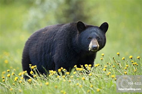 Black Bear Ursus Americanus Eating Stock Photo
