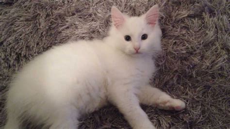 Loki The Cat Do A Cute Barrel Roll White Odd Eyed Norwegian Forest