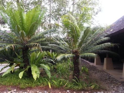 The Ultimate Jurassic Plant Cycad