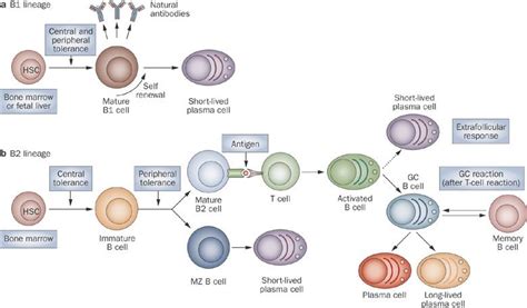 B1 And B2 B Cell Lineages Seem To Be Independently Regulated And