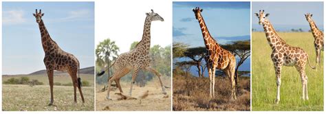 quadruple    giraffe    species