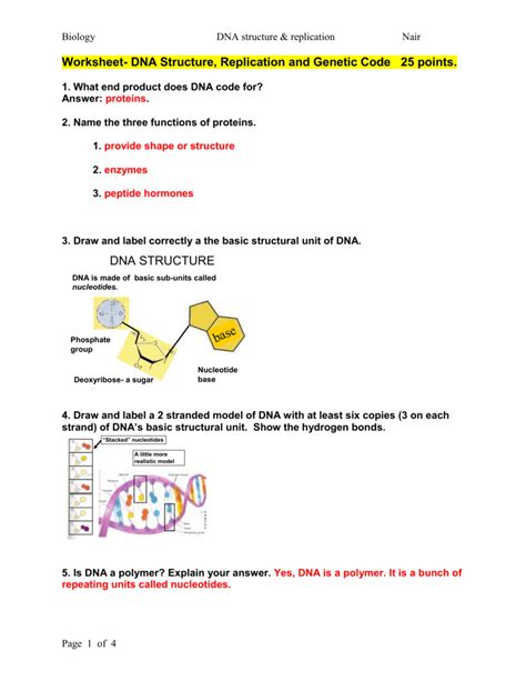 Label each part replication below. Worksheet Dna Structure Replication And Genetic Code — db ...
