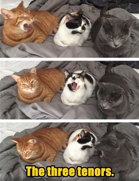 Three Cats Laying On Top Of A Bed And One Cat Yawning With Its Mouth Open
