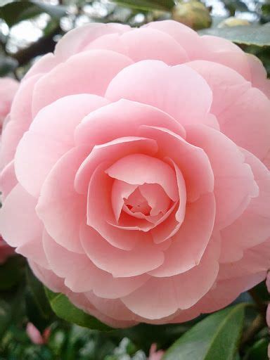 100+ pink pictures hq | download free images on unsplash. Pink camellia | 꽃, 연꽃 사진, 정원