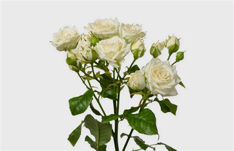 Voorn Spray Roses — High Quality Cultivars Shipped Worldwide Voorn Spray Roses — High Quality