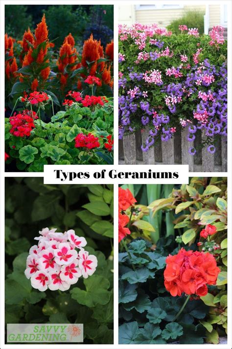 Types Of Geraniums Annual Pelargoniums For The Garden In 2023
