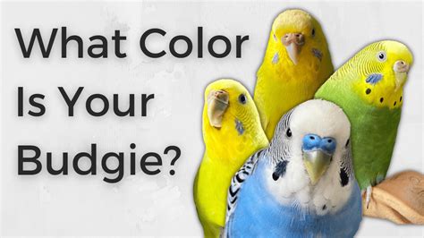Your Guide To Budgie Colors What Color Is Your Budgie The Budgie