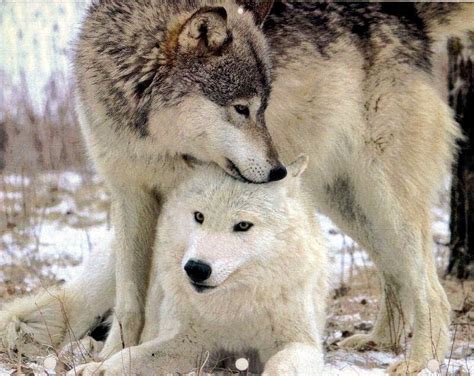 White Wolf 15 Animal Couples That Prove True Love Exists In The