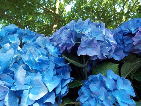 Hydrangea Macrophylla Renate Blue Mophead Truely One Of The Best