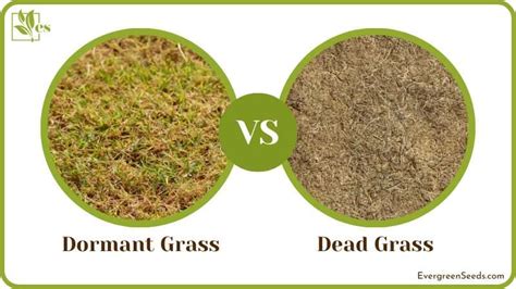 Dormant Grass Vs Dead Grass The Complete Differences