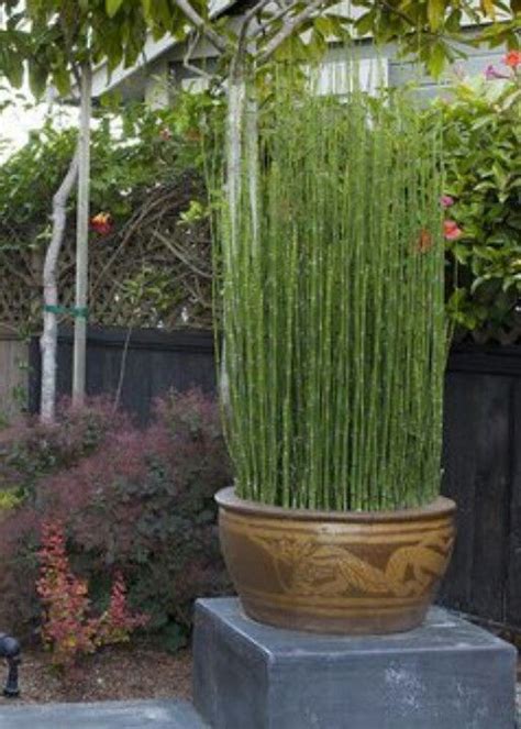 We highly recommend you start your ornamental grass seeds inside and then transplant them outside as plugs. Horsetail grass! Beautiful in planters! | Ornamental ...