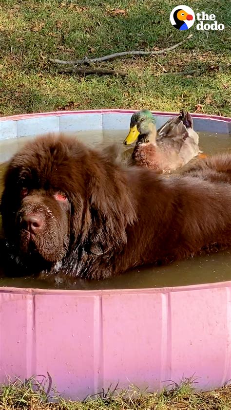 Duck Flaps His Wings So Hard When He Sees His 153 Pound Dog Best Friend