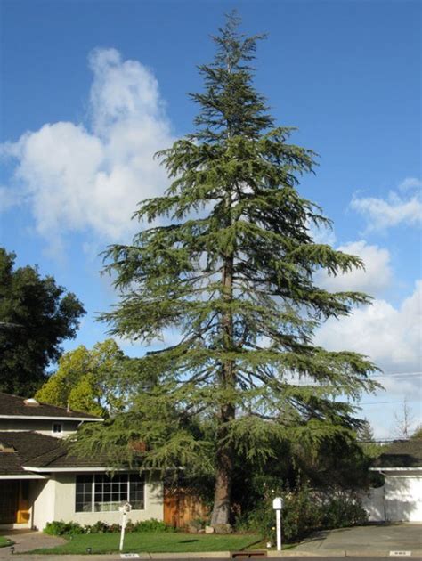 Evergreen Privacy Trees For Sale | The Tree Center™