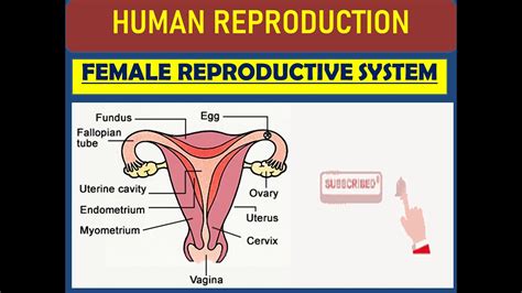 FEMALE REPRODUCTIVE SYSTEM HUMAN REPRODUCTION CHAPTER CLASS CBSE BOARD YouTube