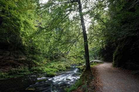 Free Images Tree Nature Wilderness Trail Sunlight Leaf River