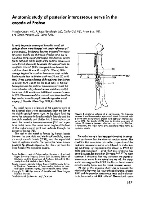 Pdf Anatomic Study Of Posterior Interosseous Nerve In The Arcade Of
