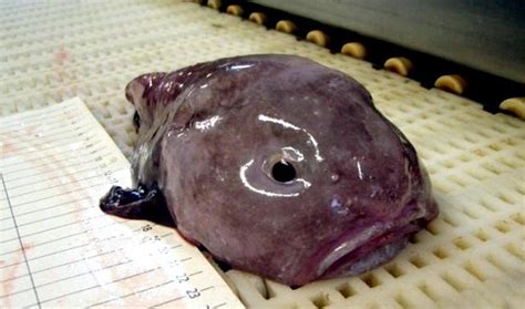 Top 15 Blobfish Characteristics That Have Helped It Survive
