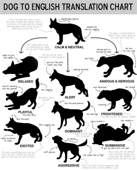 Reading Dog Body Language Understanding What Your Dog Is