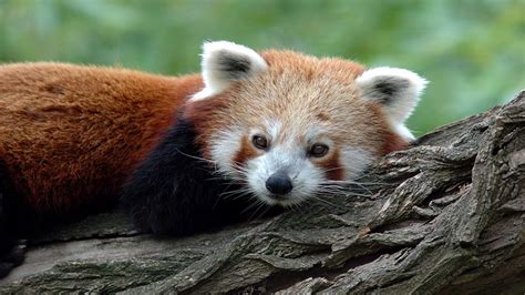 Animal Wallpapers Freemammalvertebratered Pandaterrestrial Animal