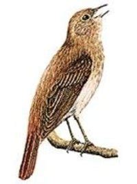Nightingale battalion), also known as the ukrainian nightingale battalion group (german: Duden | Nachtigall | Rechtschreibung, Bedeutung ...