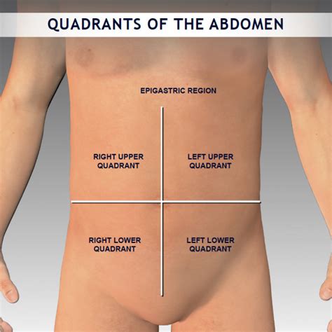 Study flashcards on anatomy definitions for body planes/sections, cavities, regions, and quadrants. Quadrants of the Abdomen - TrialExhibits Inc.