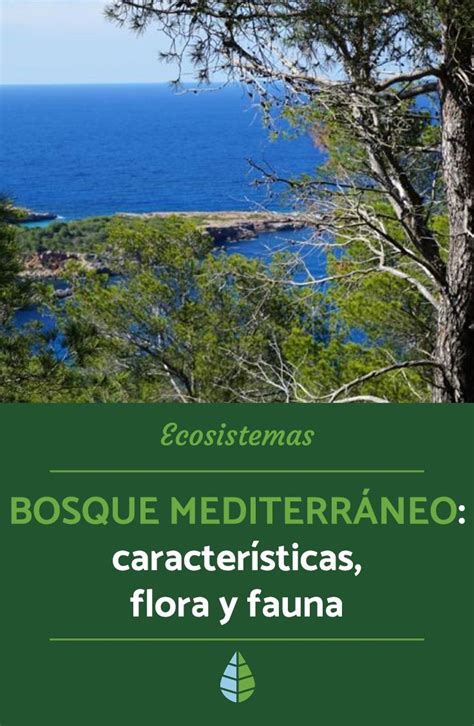 bosque mediterráneo características flora y fauna resumen bosque mediterraneo ecosistemas