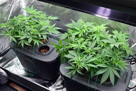What Is Hydroponics Marijuana Growing and How to Do It ...