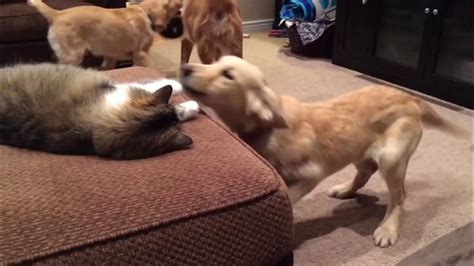 Funny Cat Vs Dog At Home Really Cute Dog Videos Youtube