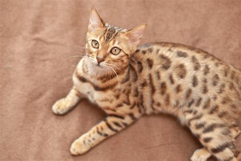 The Ultimate Bengal Cat Guide In Malaysia