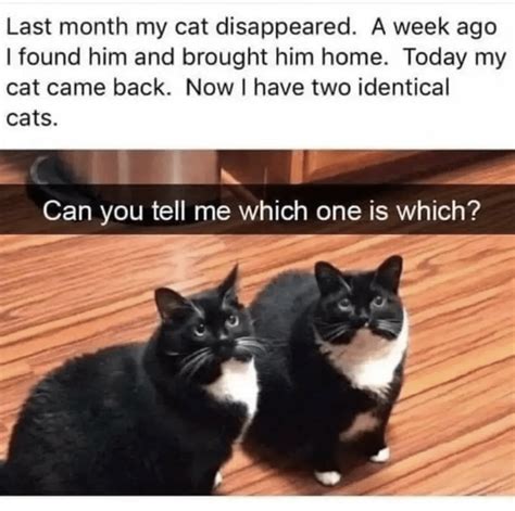 20 Wholesome Cat Memes For People Wishing They Were At Home With Their Cats Right Now I Can
