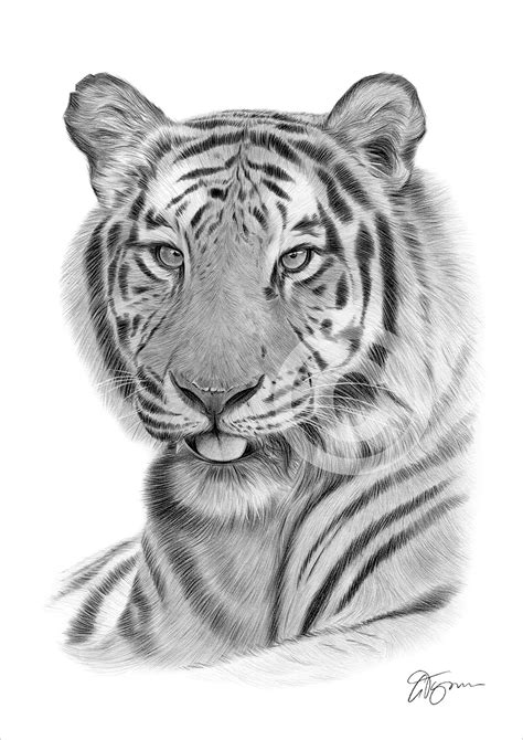 Pencil Drawing Of An Adult Bengal Tiger By Uk Artist Gary Tymon