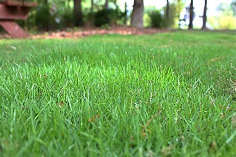 How Much Does Zoysia Grass Cost How Much Does It Cost To Sod A Yard