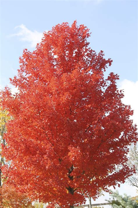 Photo Of The Leaves Of Red Maple Acer Rubrum Red Sunset® Posted By